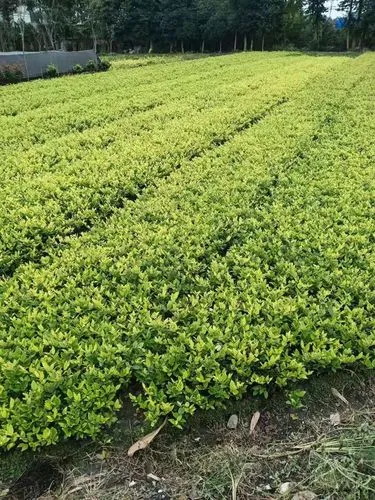 网球拍正常尺寸多少克合适